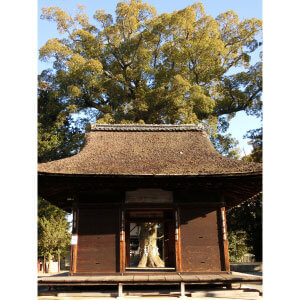 栗東八景賞「包み込む力」