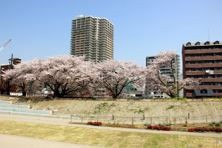 旧草津川堤防