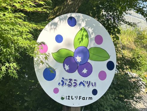 走井ファーム「ブルーベリー狩り」