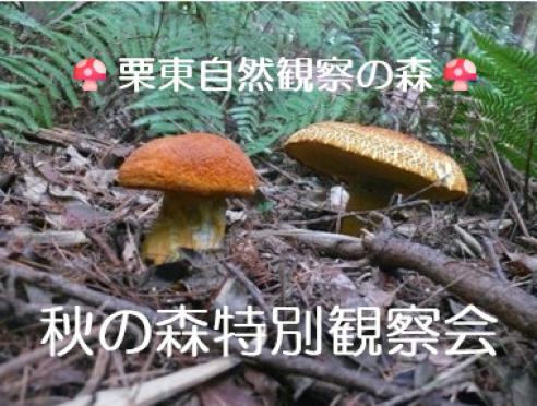 栗東自然観察の森だより 秋の森特別観察会のご案内