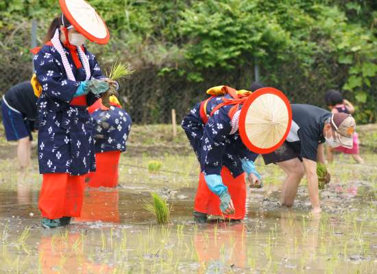 田植え体験