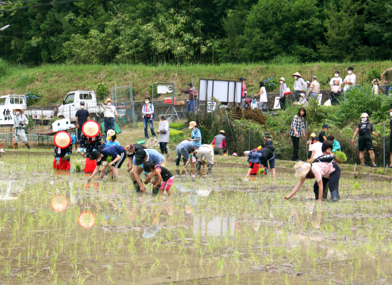 田植え体験