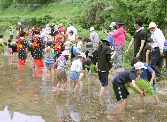 田植え体験